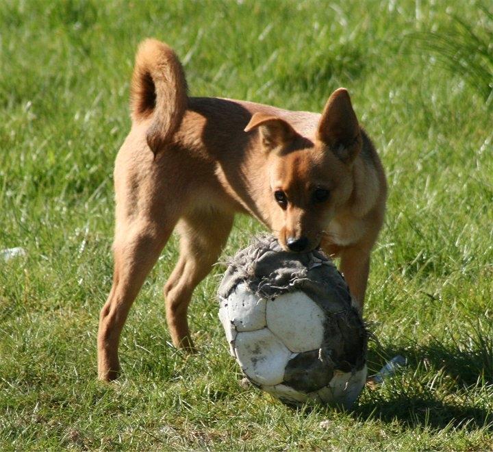 Blanding af racer DSG/Pomeranian - Zenta (SOLGT) billede 5