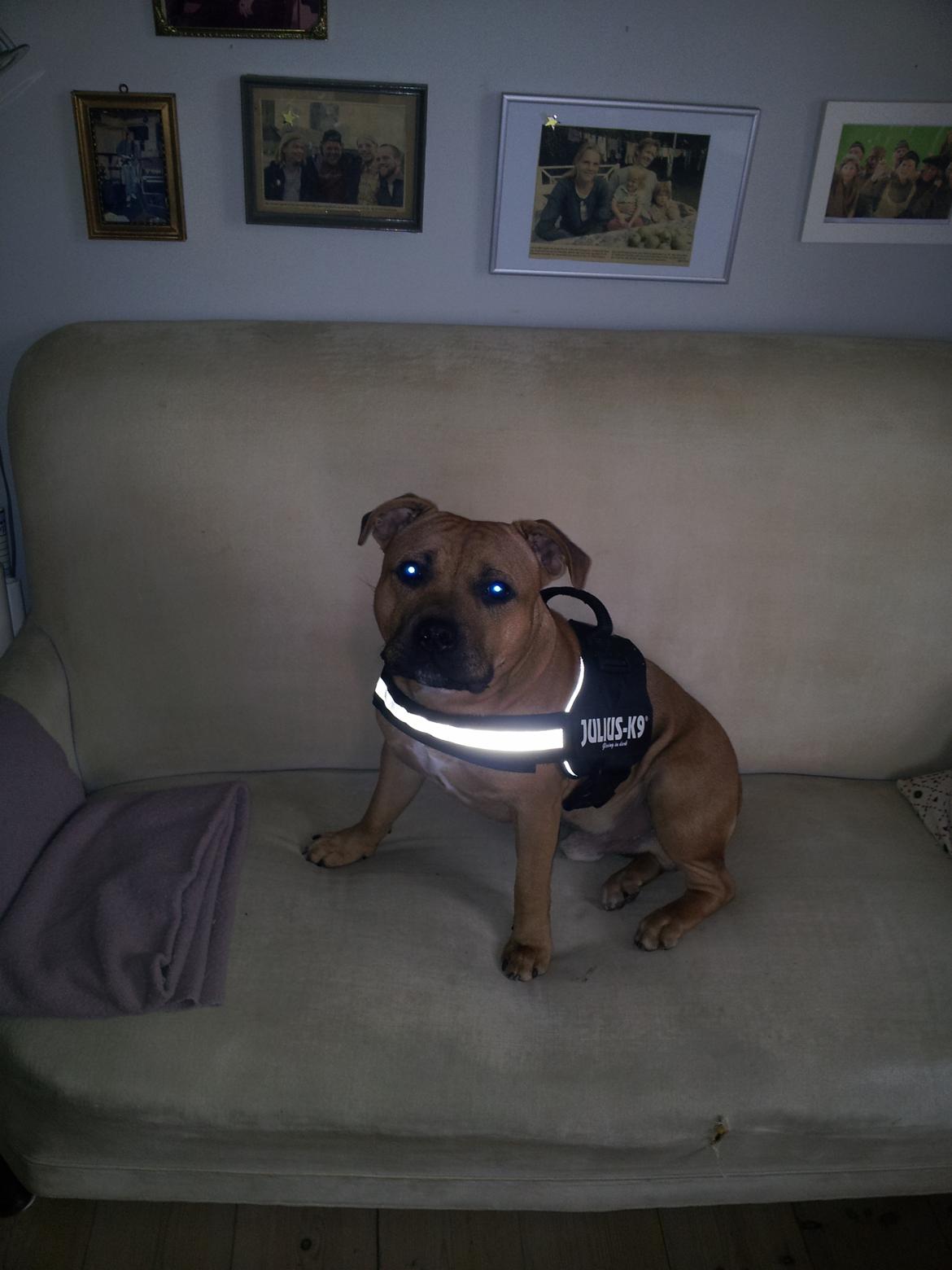 Staffordshire bull terrier Nemo - leger lækker med sin nye sele. billede 9