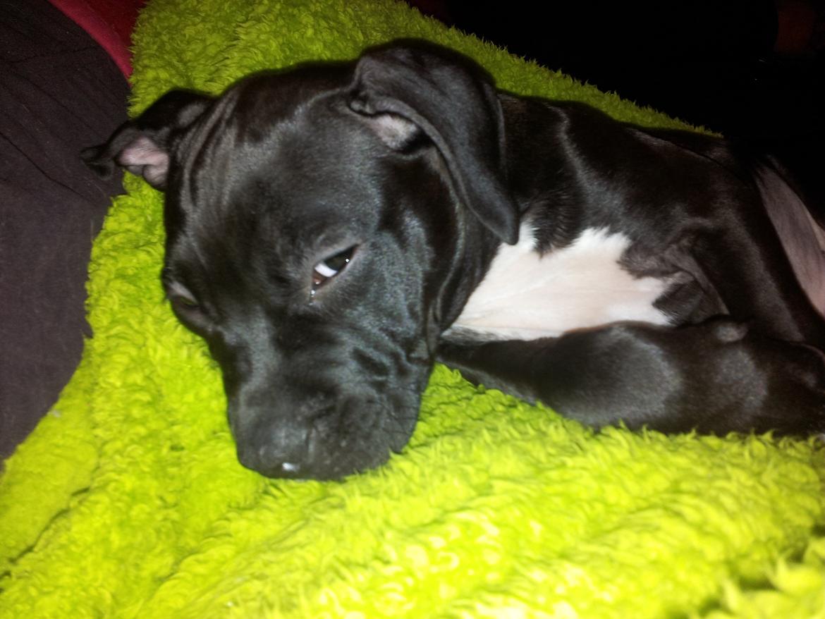 Staffordshire bull terrier Tyson solg t (min venindes) billede 5