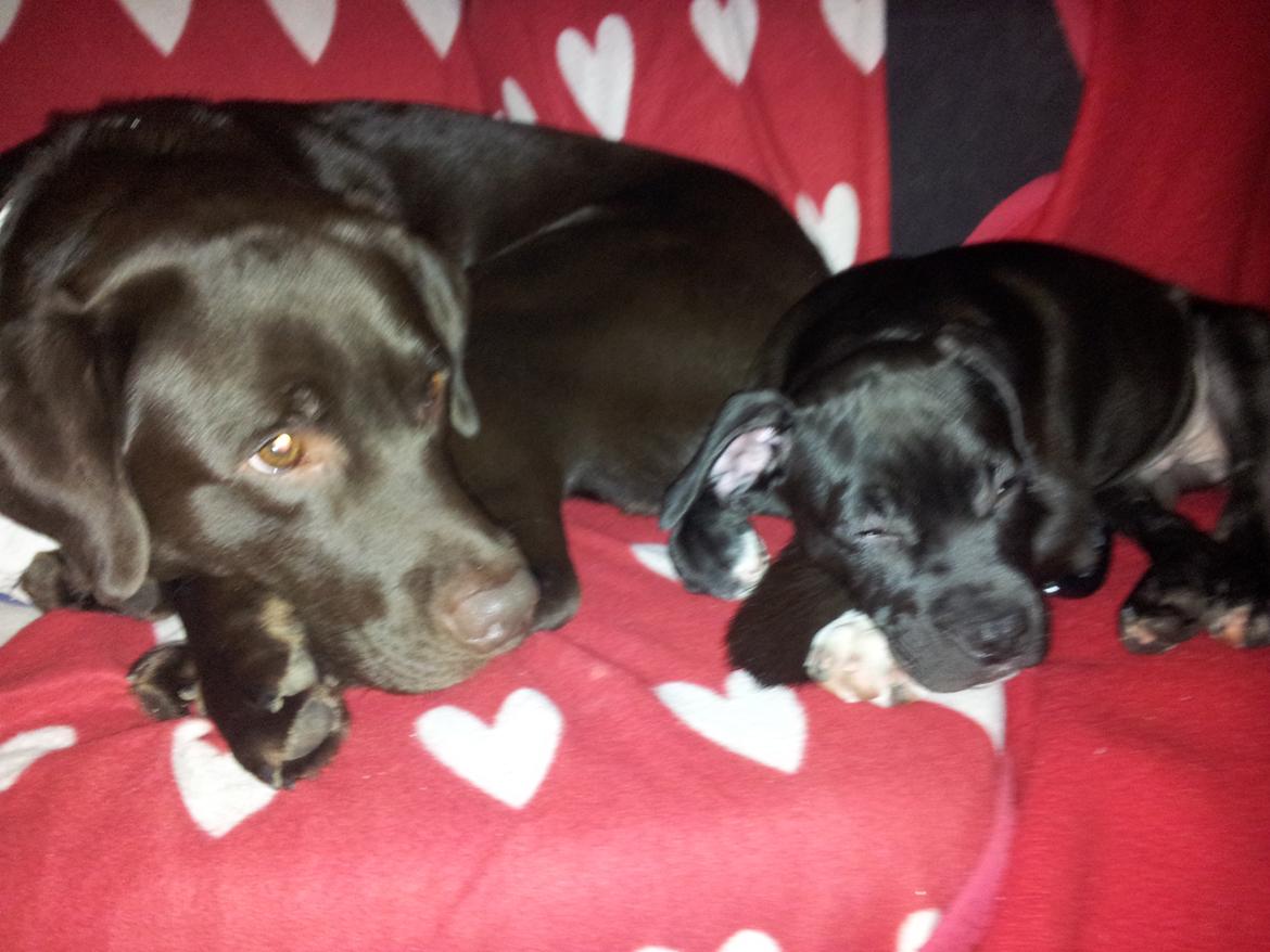 Staffordshire bull terrier Tyson solg t (min venindes) billede 6