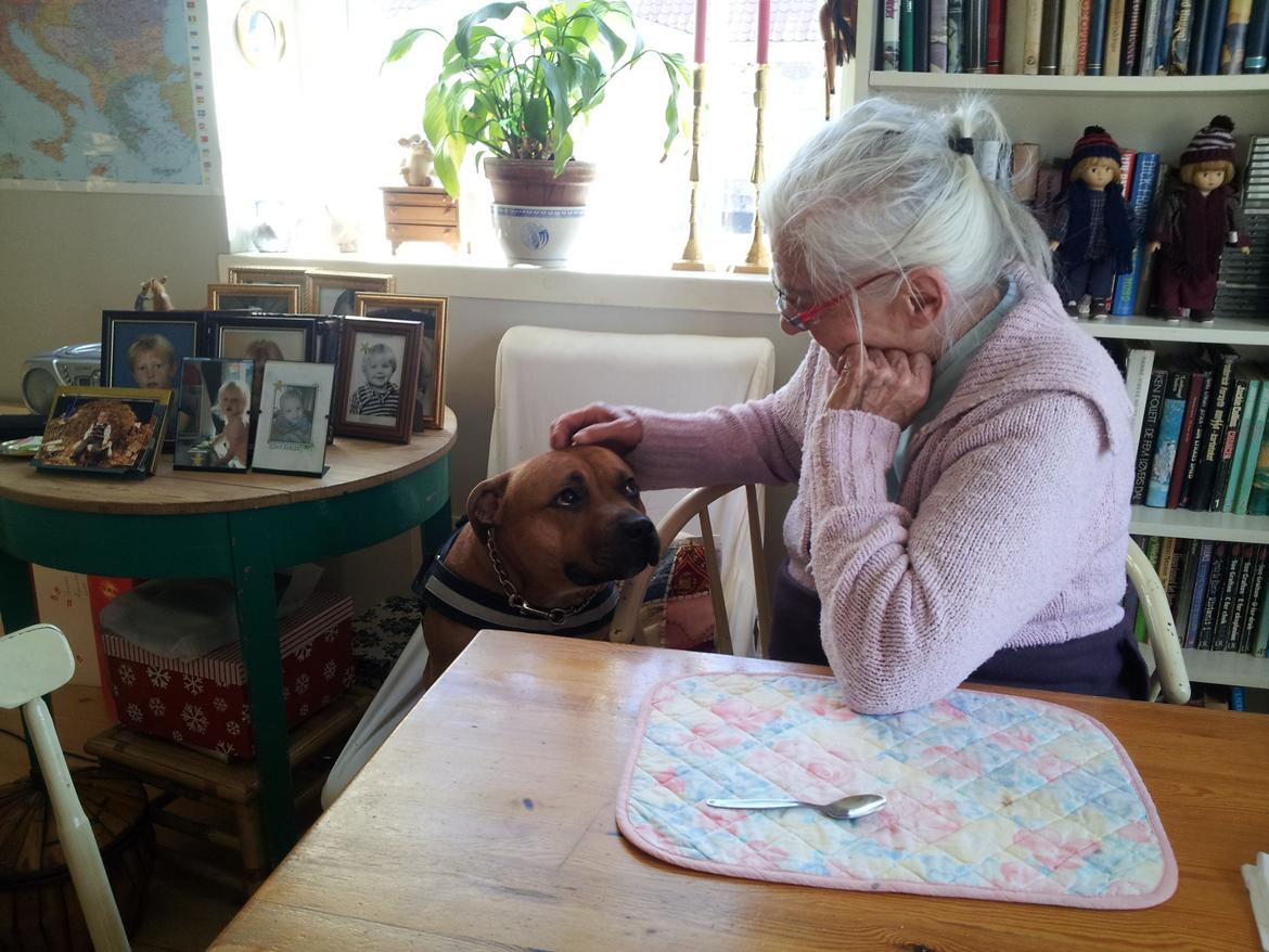 Staffordshire bull terrier Nemo - Nemo og farmor er gode venner billede 10