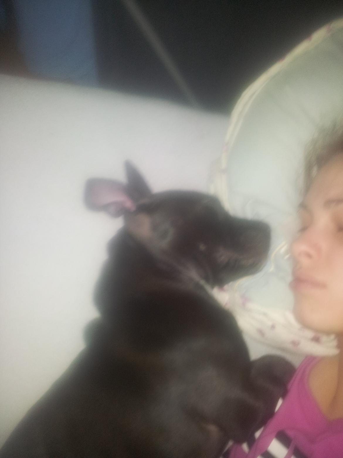 Staffordshire bull terrier Tyson solg t (min venindes) billede 8