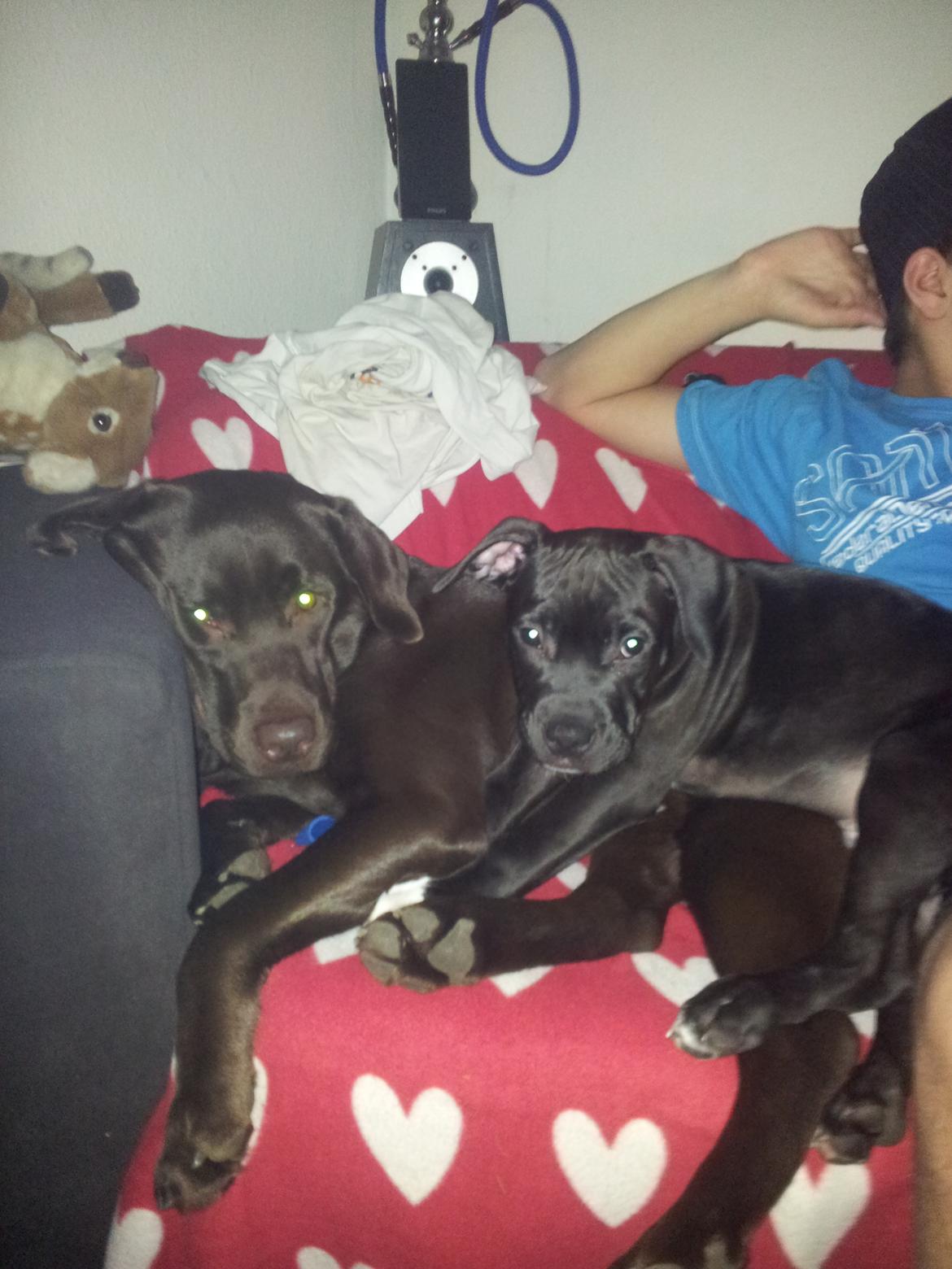 Staffordshire bull terrier Tyson solg t (min venindes) billede 4