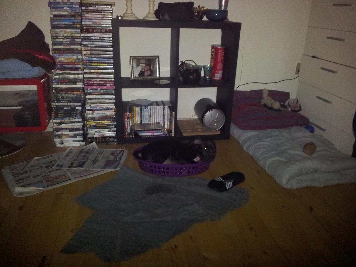 Staffordshire bull terrier Tyson solg t (min venindes) billede 9