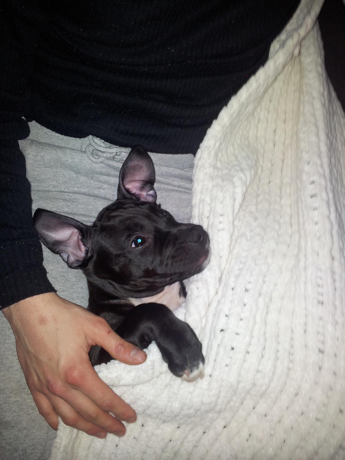 Staffordshire bull terrier Tyson solg t (min venindes) billede 10