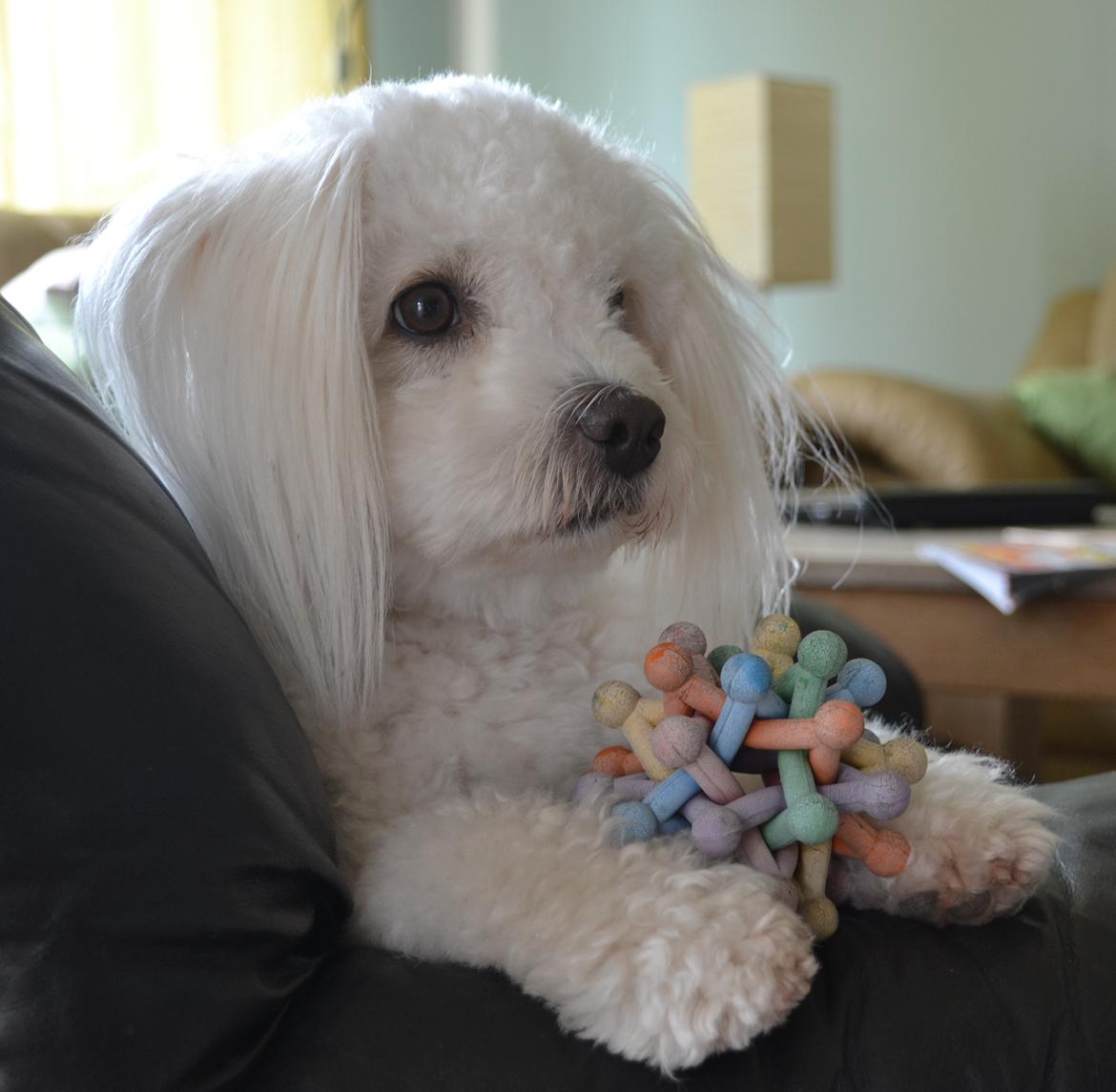 Coton de tulear Louis <3 billede 1