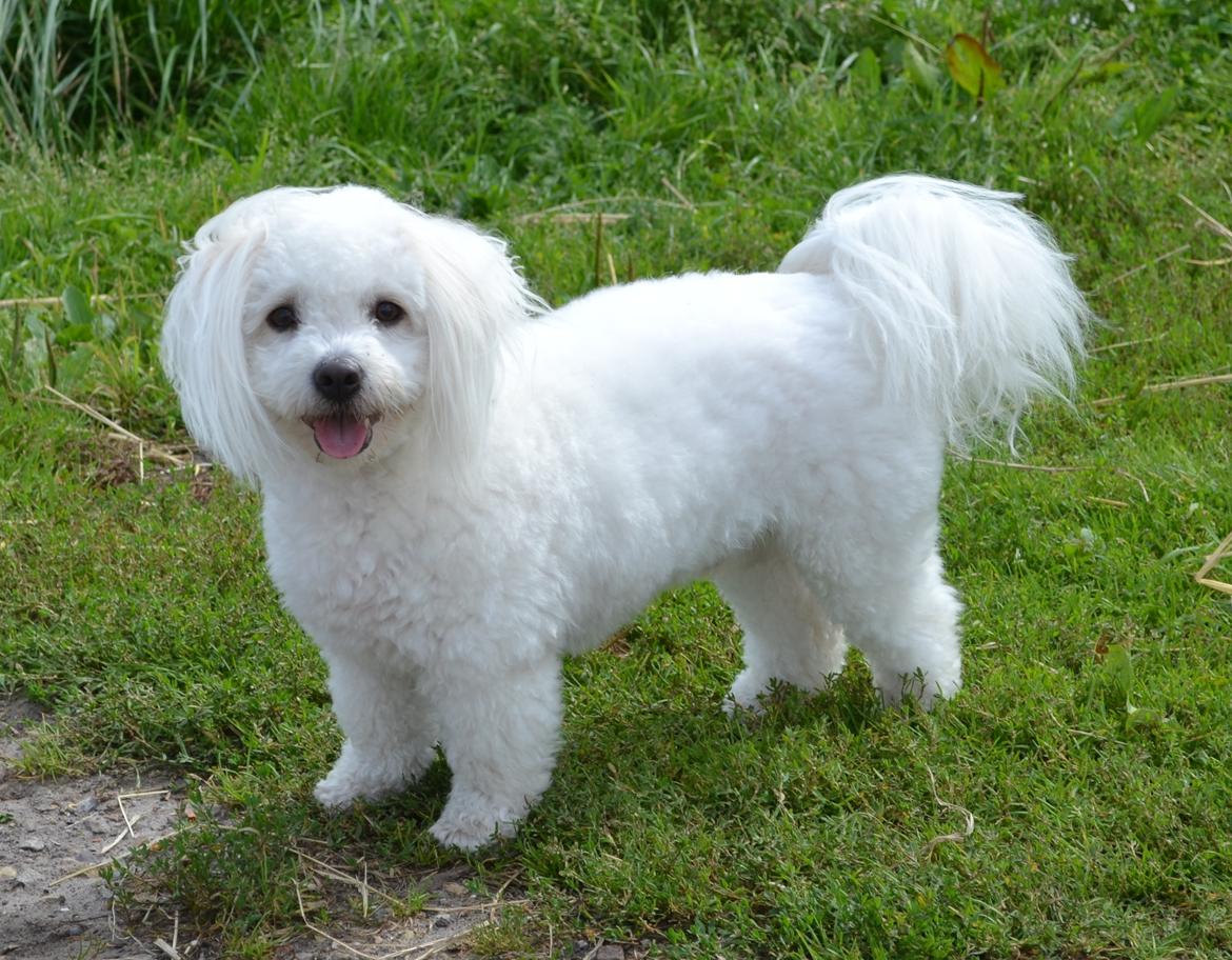 Coton de tulear Louis <3 billede 15