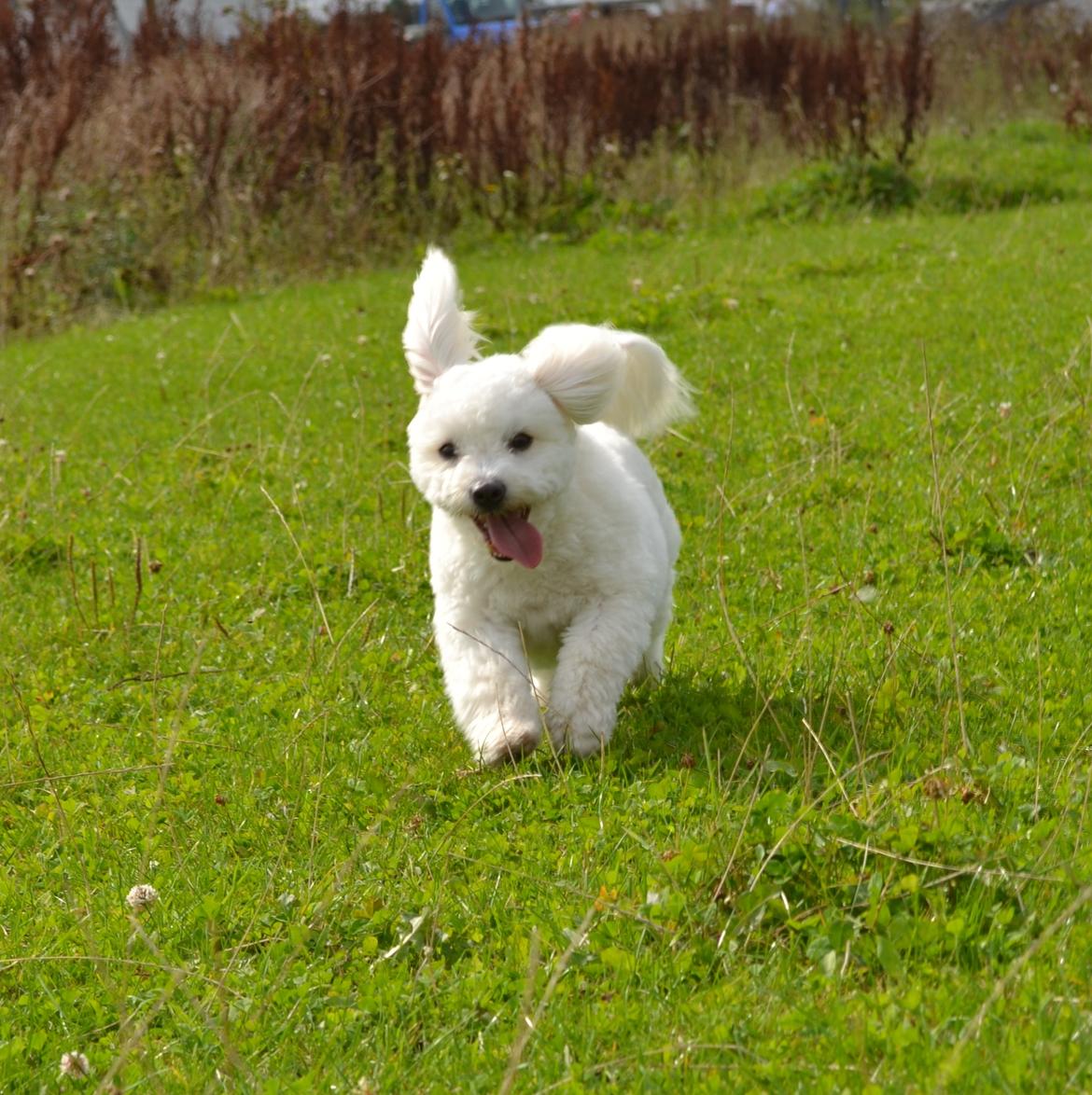 Coton de tulear Louis <3 billede 16