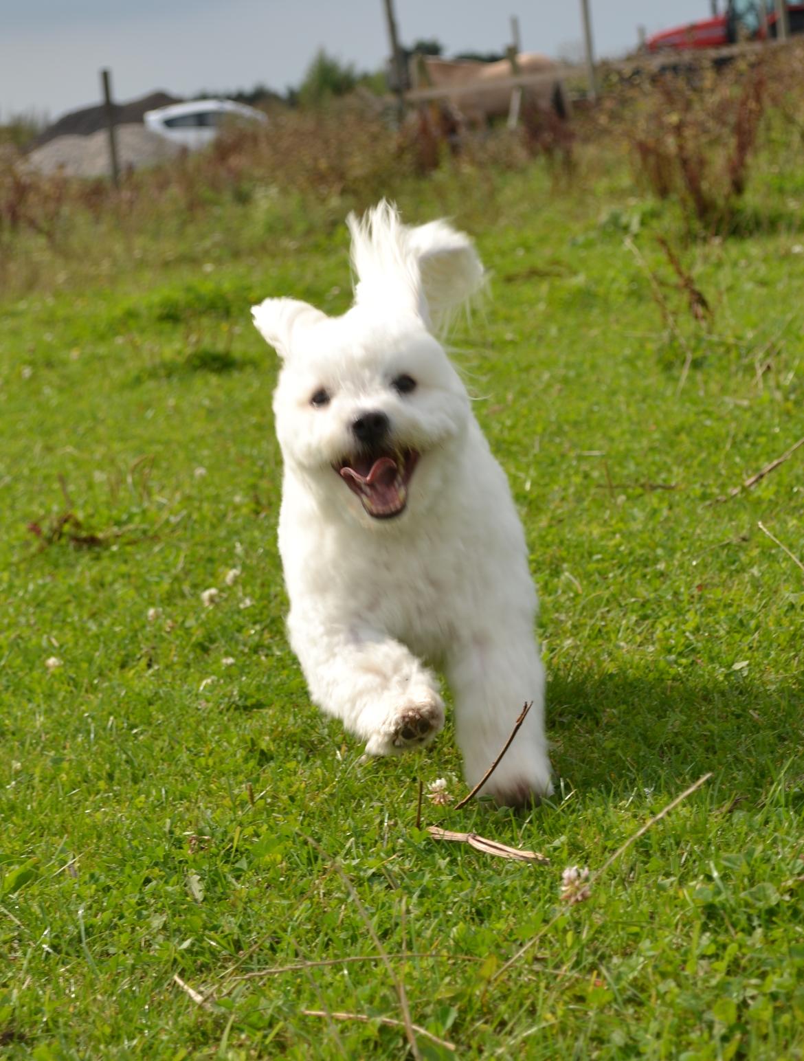 Coton de tulear Louis <3 billede 17