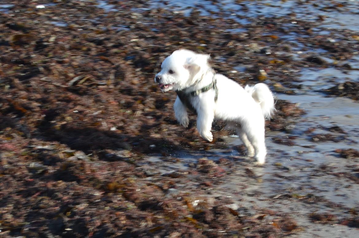 Coton de tulear Louis <3 billede 18