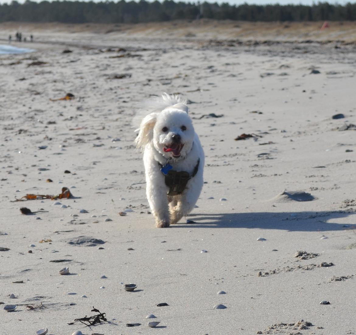 Coton de tulear Louis <3 billede 19
