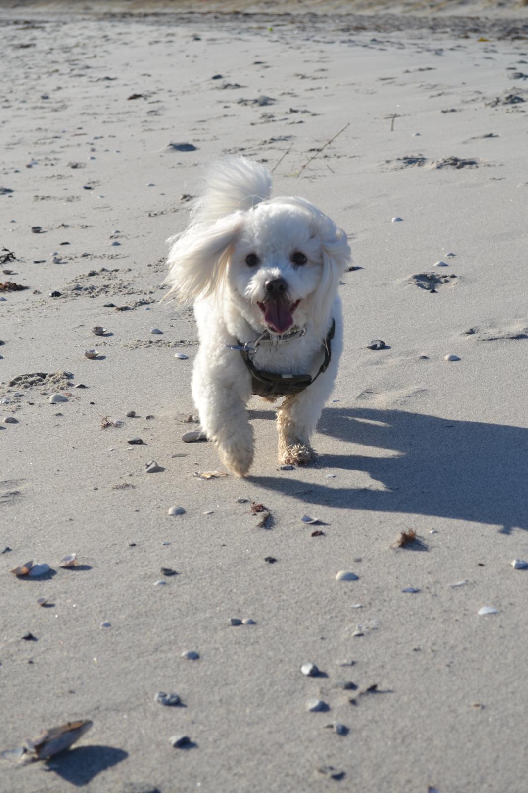 Coton de tulear Louis <3 billede 20
