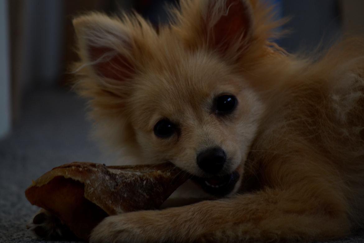 Pomeranian Anna - Fotograf Thomas Kjær. Anna 4,5mdr.  billede 7