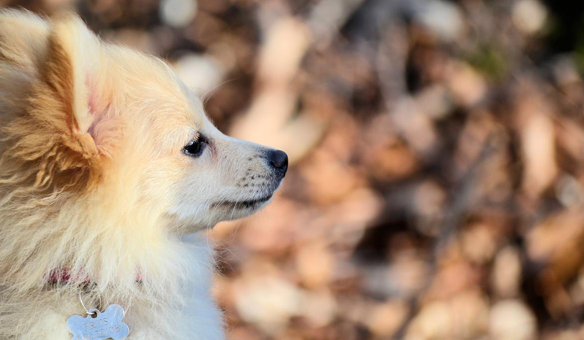 Pomeranian Anna - Fotograf Thomas Kjær. Anna 4,5mdr. billede 8