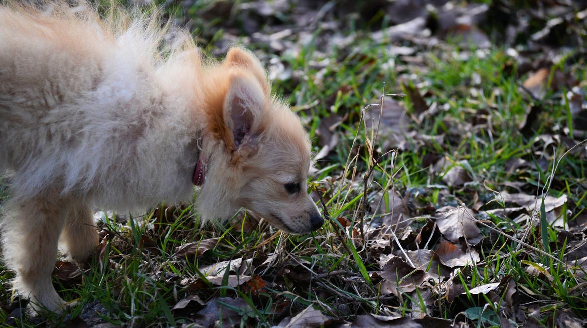 Pomeranian Anna - Fotograf Thomas Kjær. Anna 4,5mdr.  billede 9