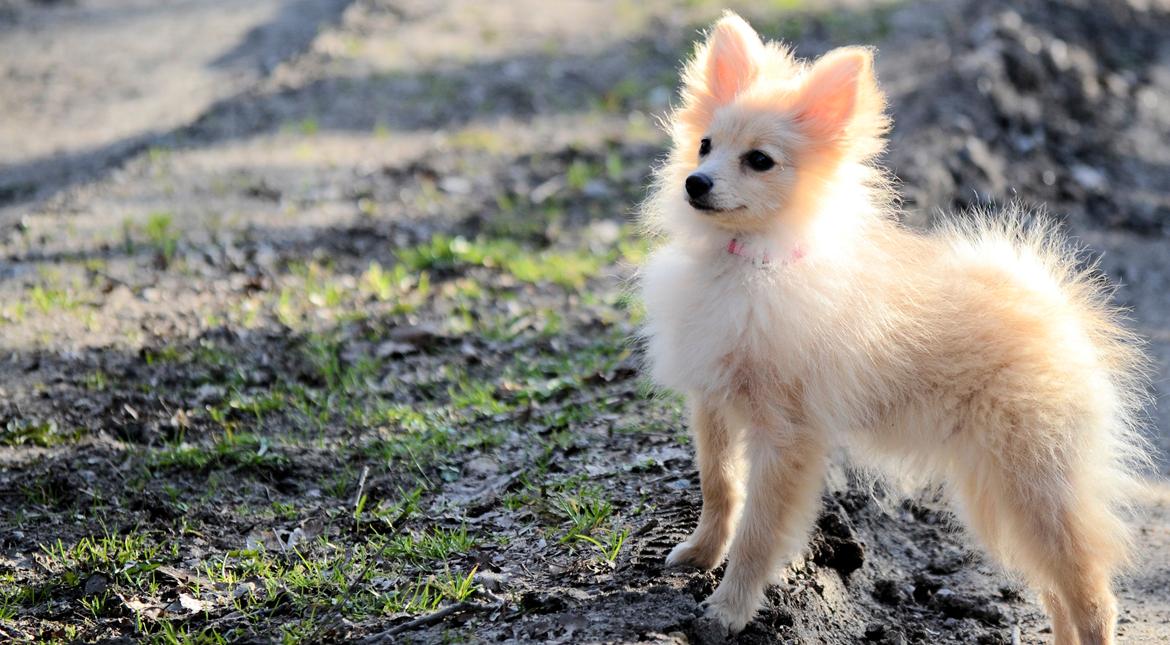 Pomeranian Anna - Fotograf Thomas Kjær. Anna 4,5mdr. billede 10