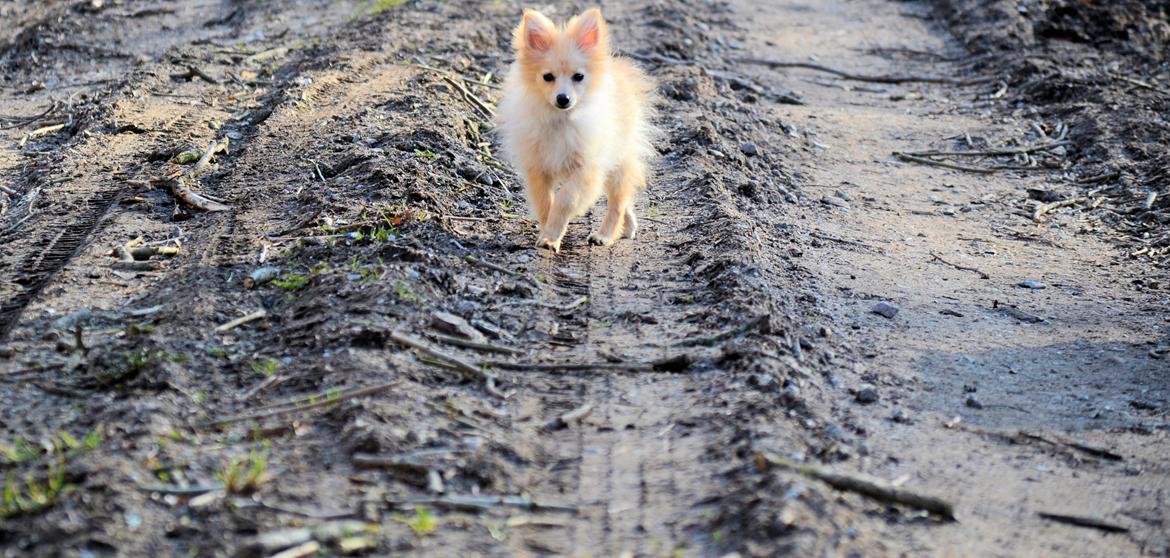 Pomeranian Anna - Fotograf Thomas Kjær. Anna 4,5mdr. billede 11