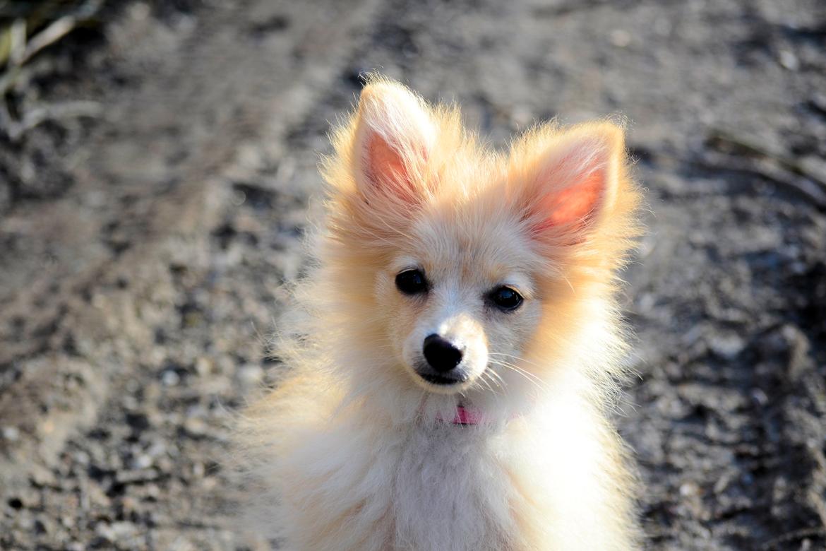 Pomeranian Anna - Fotograf Thomas Kjær. Anna 4,5mdr. billede 12