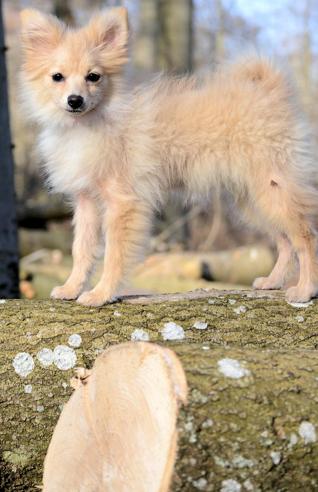 Pomeranian Anna - Fotograf Thomas Kjær. Anna 4,5mdr.  billede 1