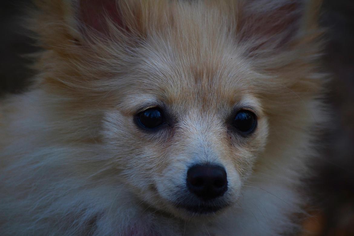 Pomeranian Anna - Fotograf Thomas Kjær. Anna 4,5mdr. billede 13