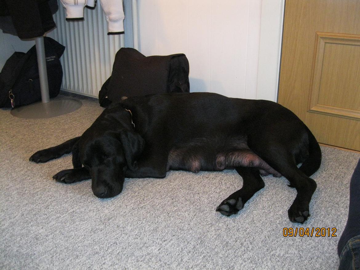 Blanding af racer Bella - April 2012 billede 1