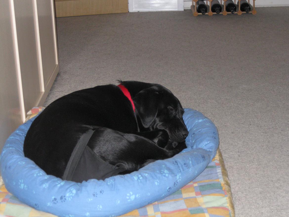 Blanding af racer Bella - Februar 2011

Her har hun lige lå sin legekammerat seng.  billede 2