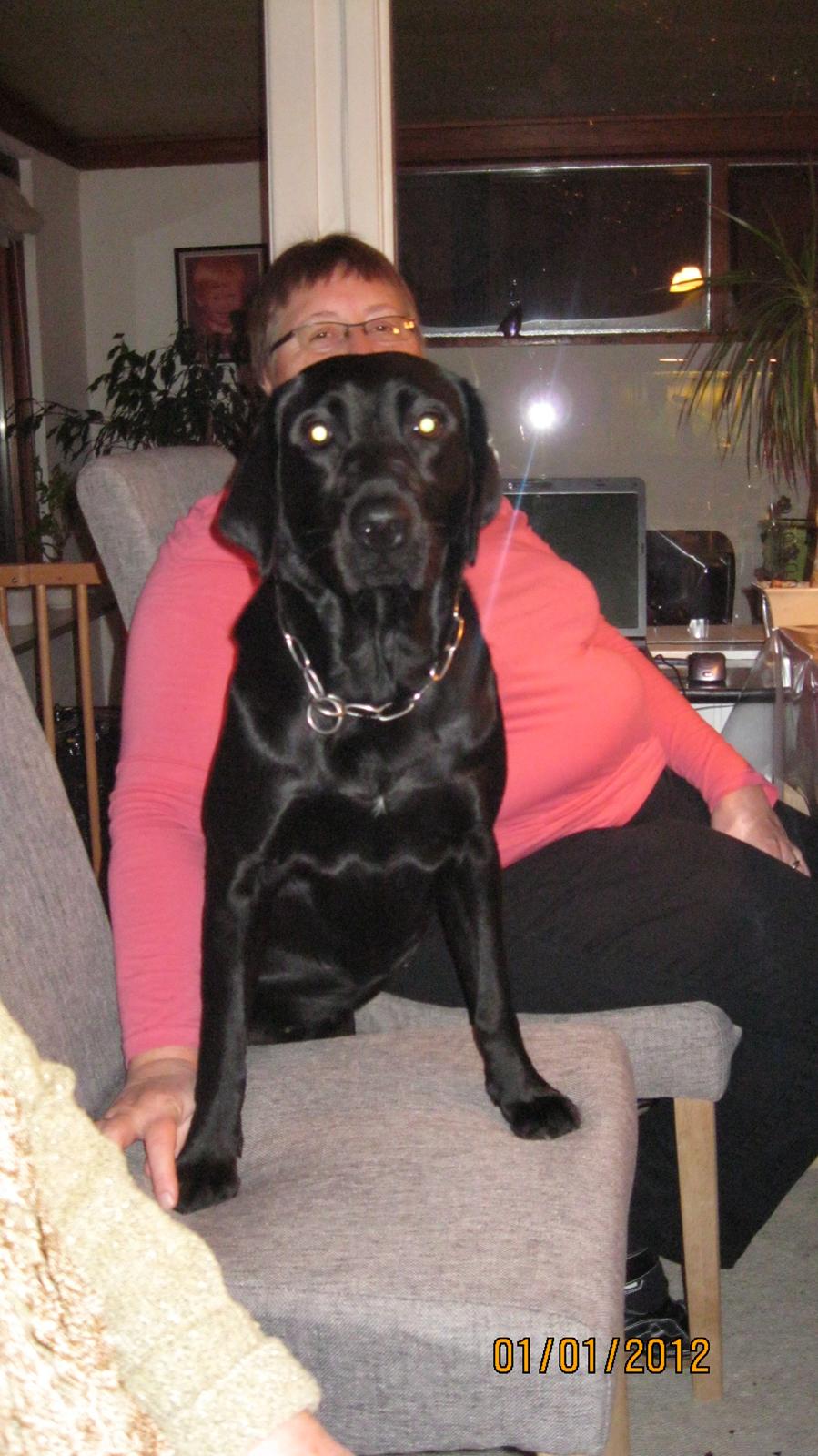 Blanding af racer Bella - nytår 2011
Som hun ikke var bange for. billede 3