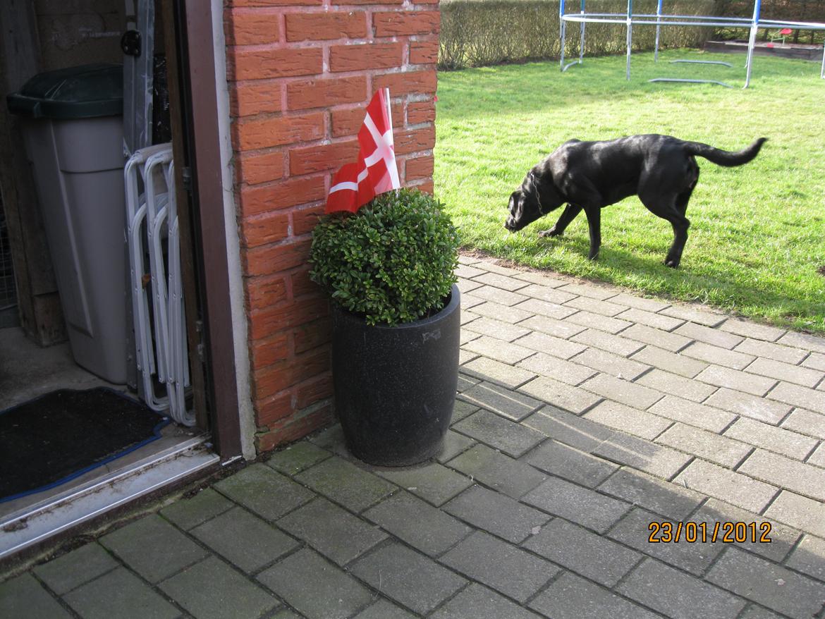 Blanding af racer Bella - Januar 2012

Ud og slappe af inden man skal til fødselsdag. billede 4