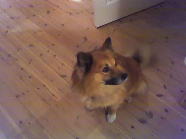 Islandsk fårehund Gimses Raudagödur (Ganti) - Ganti 3 år billede 4