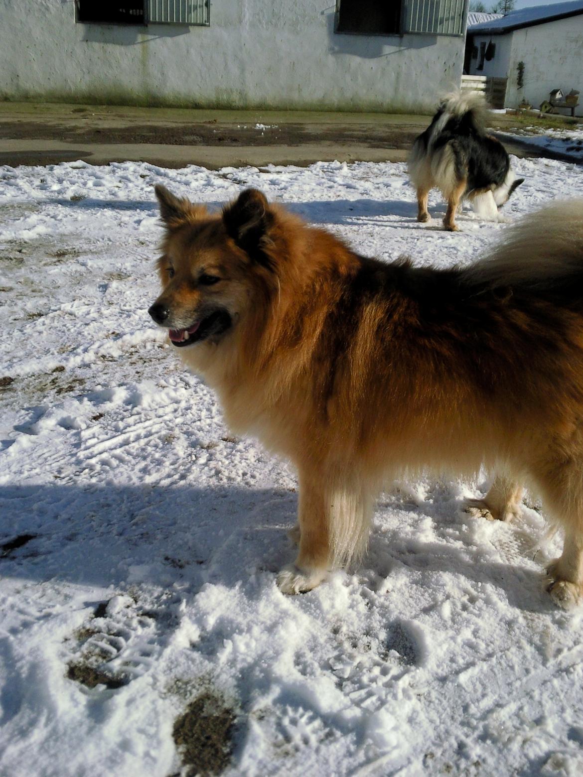 Islandsk fårehund Gimses Raudagödur (Ganti) - Ganti 7 år billede 5