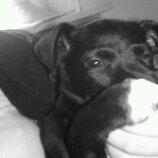 Blanding af racer Migo billede 7