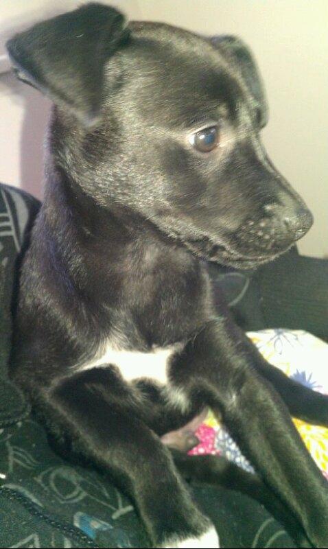 Blanding af racer Migo billede 8