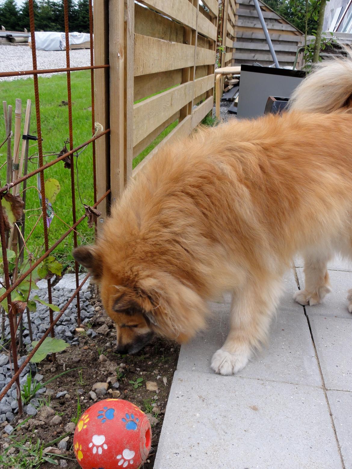 Islandsk fårehund Gimses Raudagödur (Ganti) - Juni 2011 billede 6