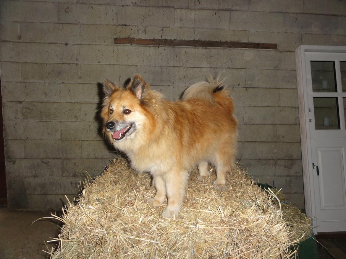 Islandsk fårehund Gimses Raudagödur (Ganti) - Ganti stjæler kattens mad billede 7
