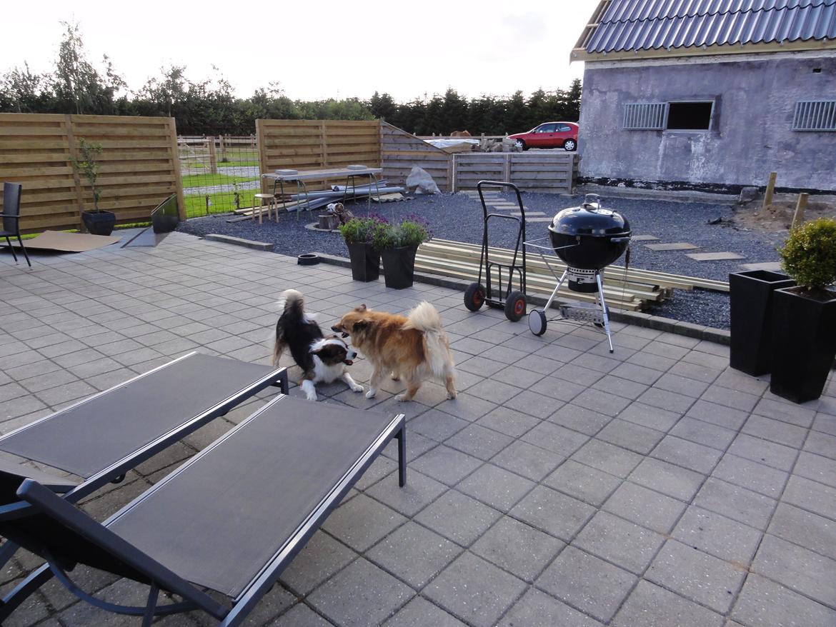 Islandsk fårehund Gimses Raudagödur (Ganti) - Ganti & Sille leger i ombygningsrodet billede 8