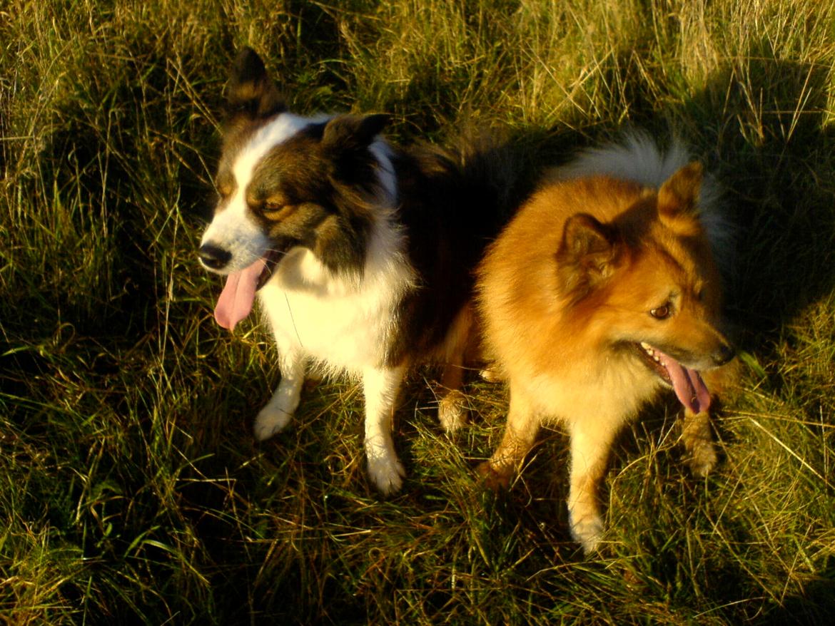 Islandsk fårehund Gimses Raudagödur (Ganti) - Ganti 8 år billede 9