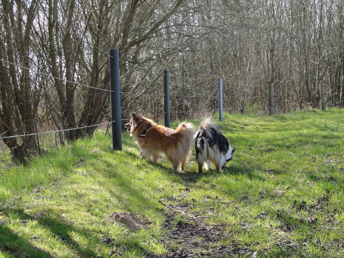 Islandsk fårehund Gimses Raudagödur (Ganti) - April 2012 billede 10