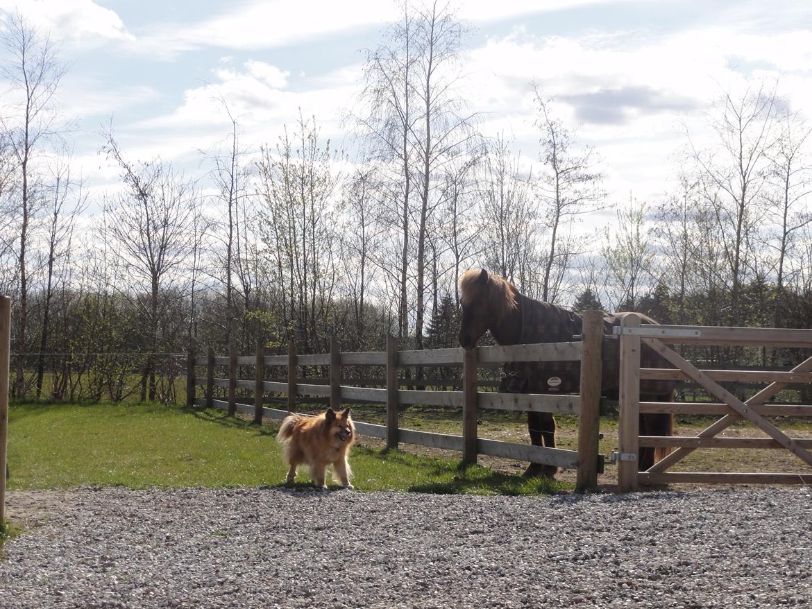 Islandsk fårehund Gimses Raudagödur (Ganti) - Ganti i sit es billede 11