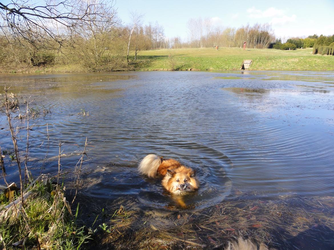 Islandsk fårehund Gimses Raudagödur (Ganti) - Svømning ved Skoleskoven billede 12