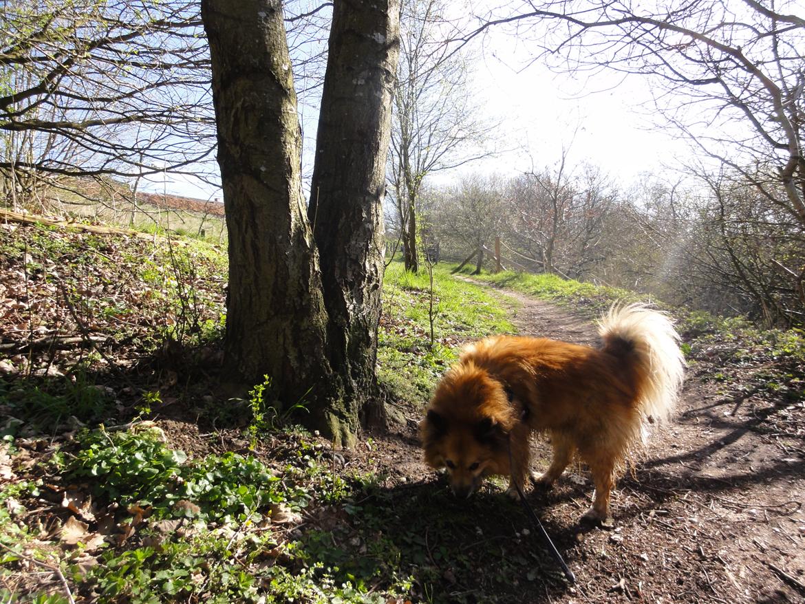Islandsk fårehund Gimses Raudagödur (Ganti) - April 2012 billede 13