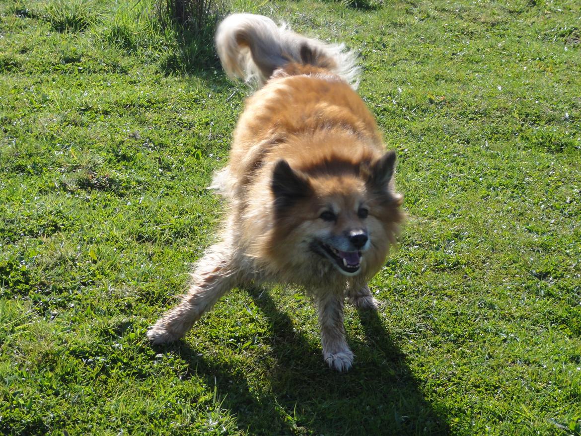 Islandsk fårehund Gimses Raudagödur (Ganti) - Gaggede gangarter billede 14