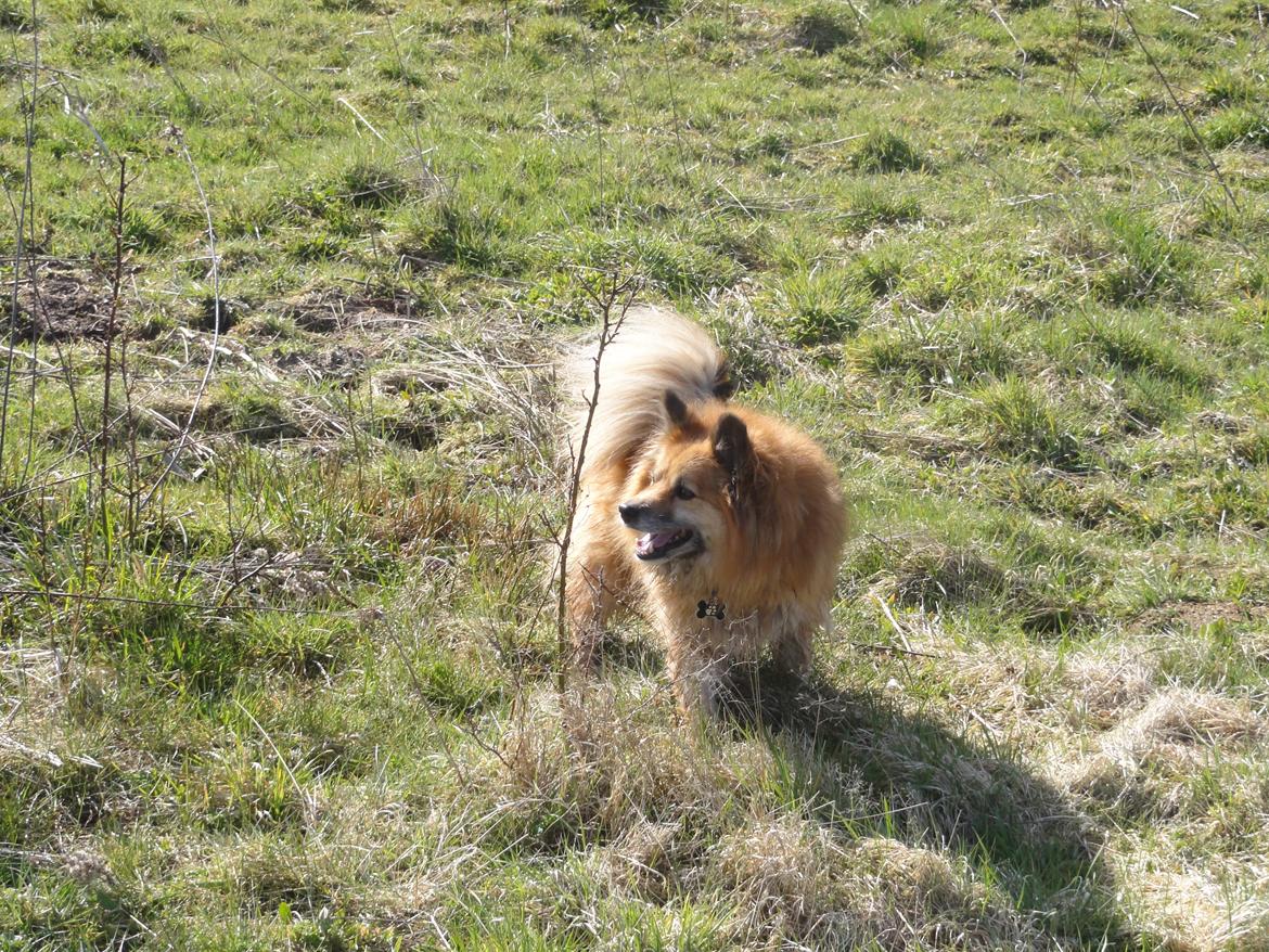 Islandsk fårehund Gimses Raudagödur (Ganti) - April 2012 billede 15
