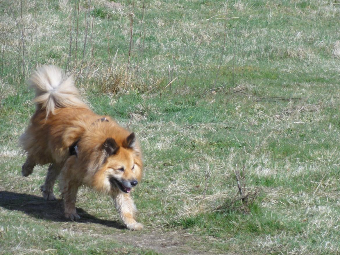 Islandsk fårehund Gimses Raudagödur (Ganti) - Fuld firspring billede 16