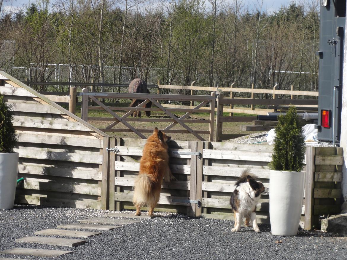 Islandsk fårehund Gimses Raudagödur (Ganti) - Mon der kommer gæster nu? billede 17