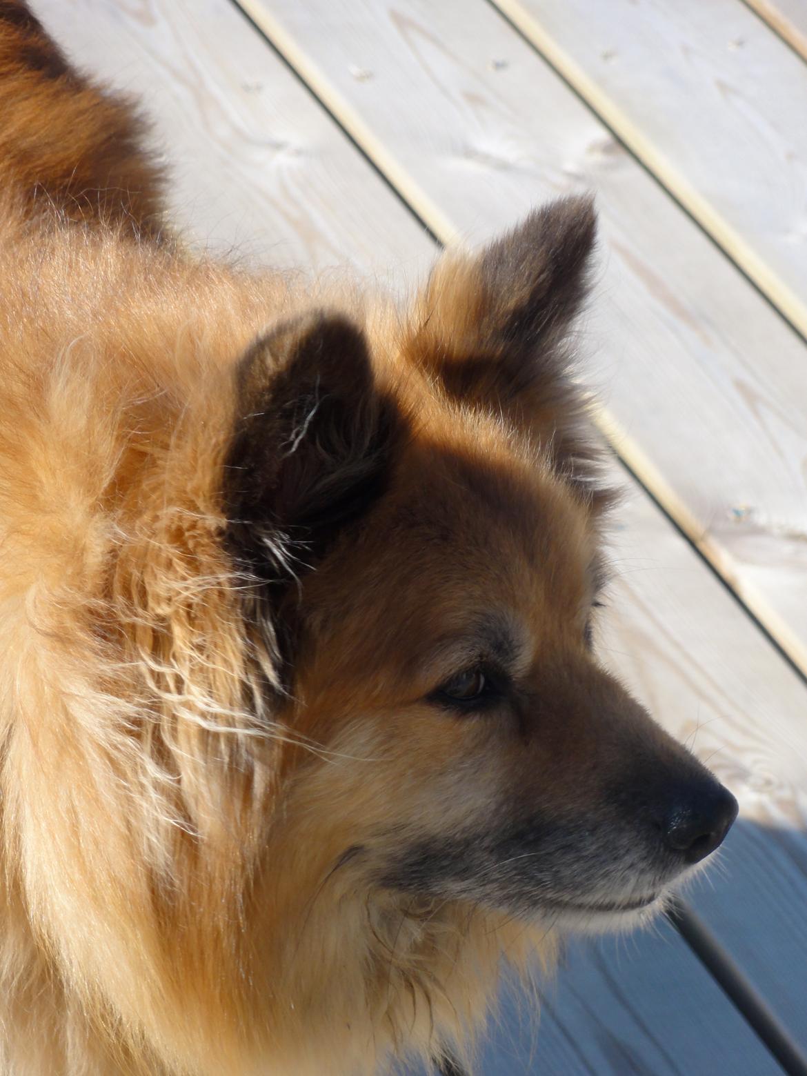 Islandsk fårehund Gimses Raudagödur (Ganti) billede 18