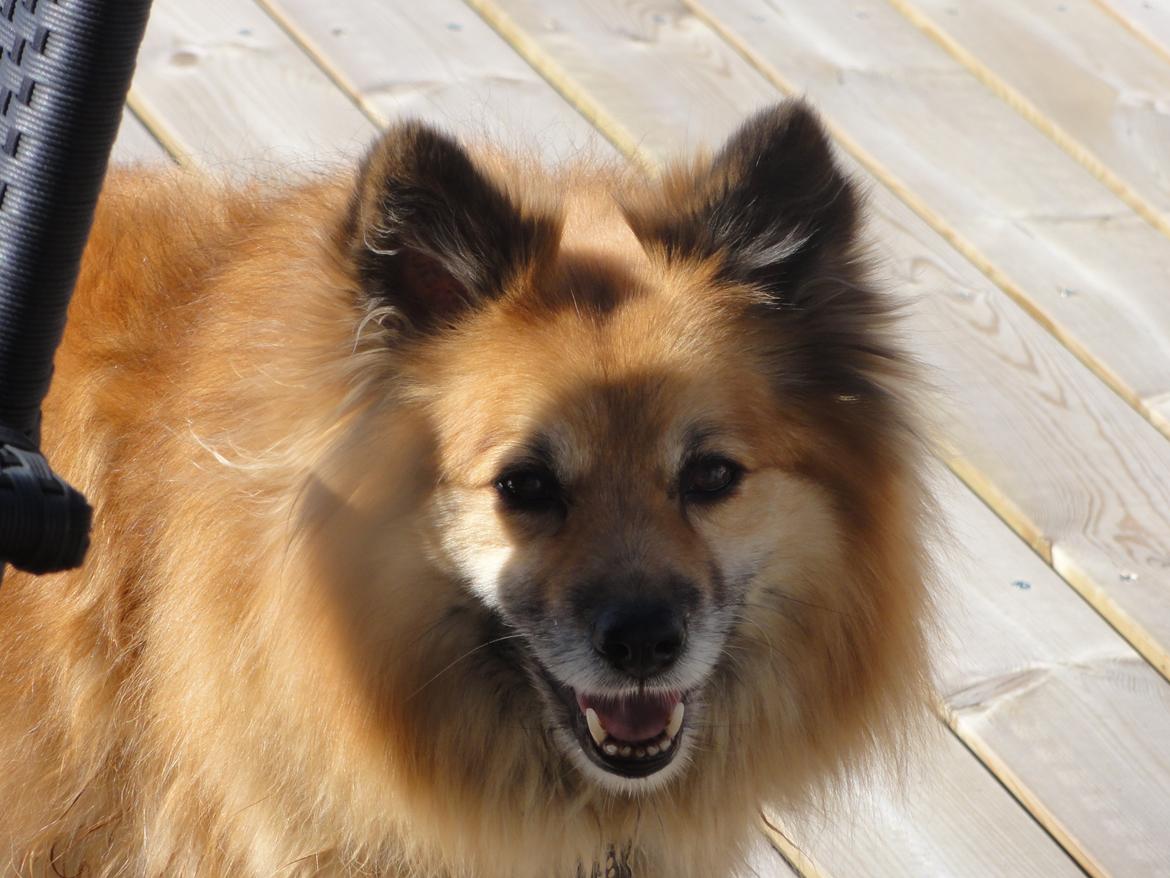 Islandsk fårehund Gimses Raudagödur (Ganti) billede 3