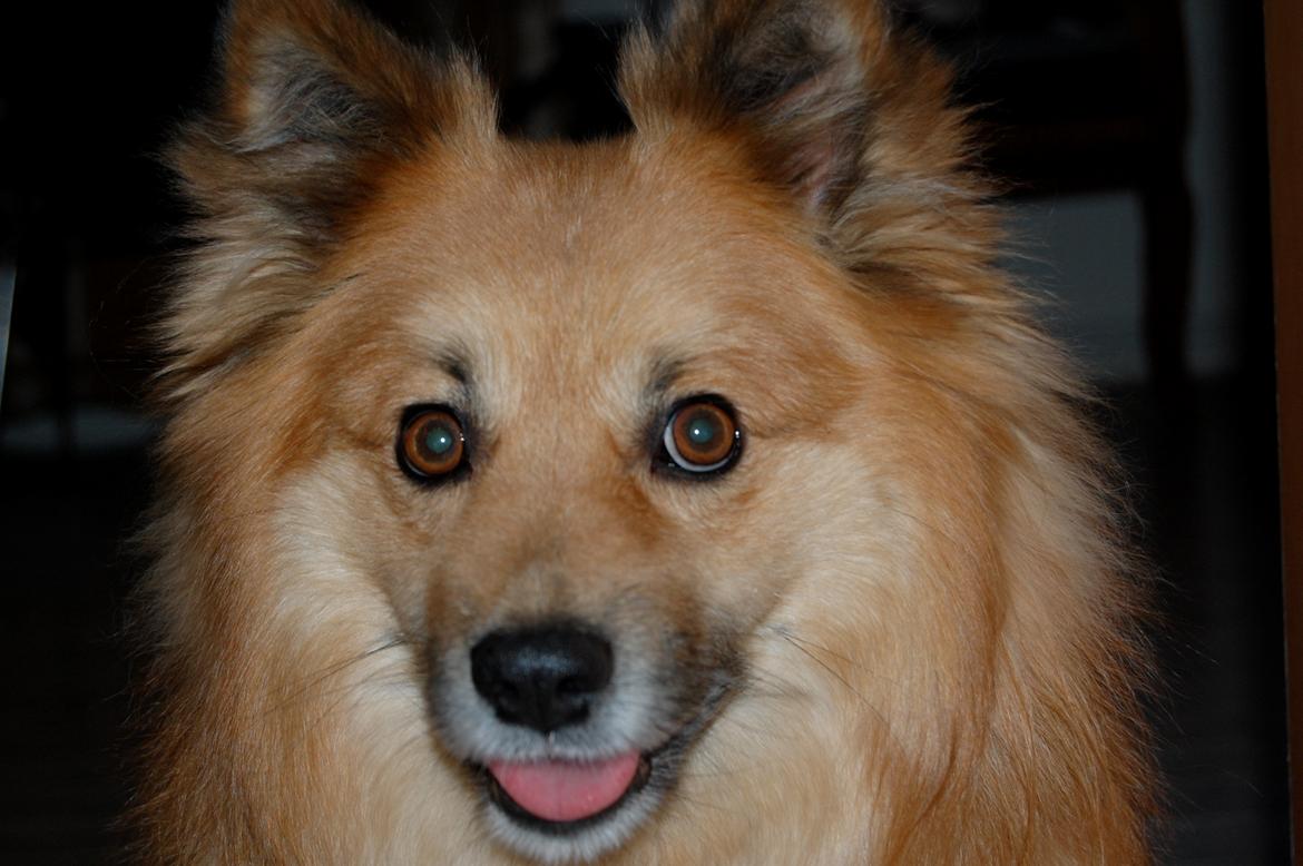 Islandsk fårehund Gimses Raudagödur (Ganti) - ØH... billede 2