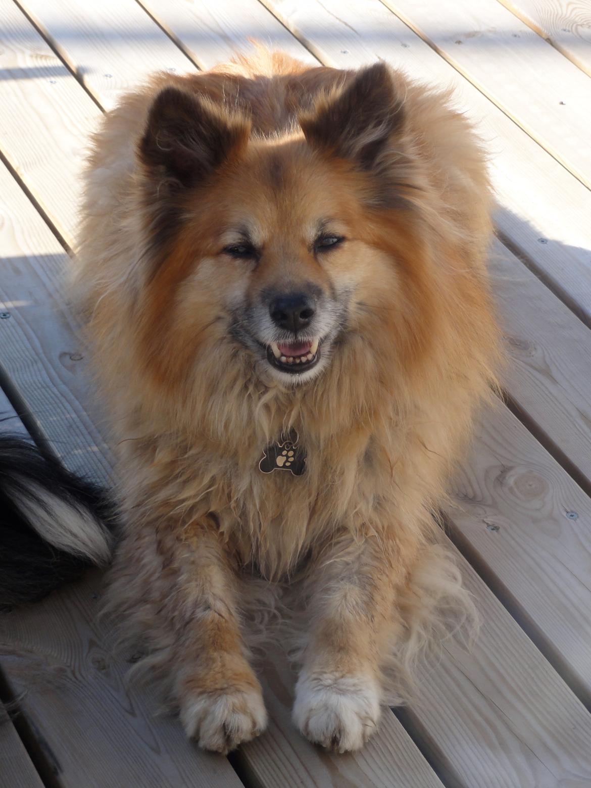 Islandsk fårehund Gimses Raudagödur (Ganti) billede 19