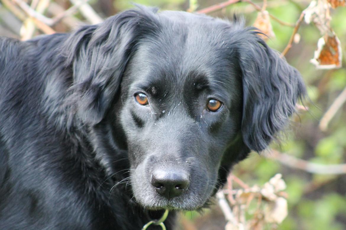 Blanding af racer Trunte billede 17