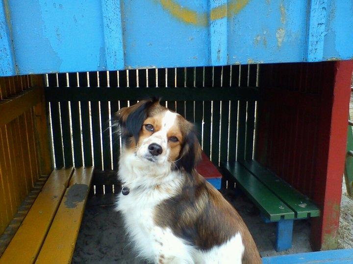 Blanding af racer Silja [Japansk cavalier] - velkommen til silja's profil :-D billede 14